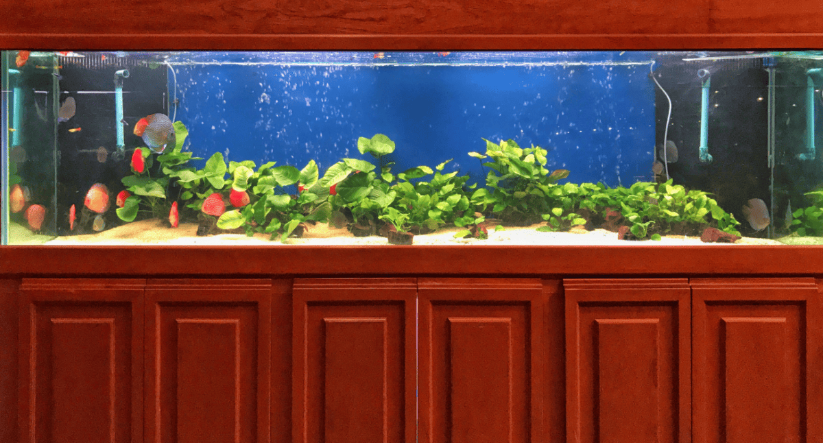 Your Guide to Beginner Freshwater Aquarium Fish - Maryland Aquarium Design,  Installation, and Maintenance